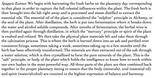 Load image into Gallery viewer, Wormwood Spagyric Essence